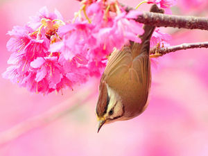1270086134_1600x1200_beautiful_bird_in_spring