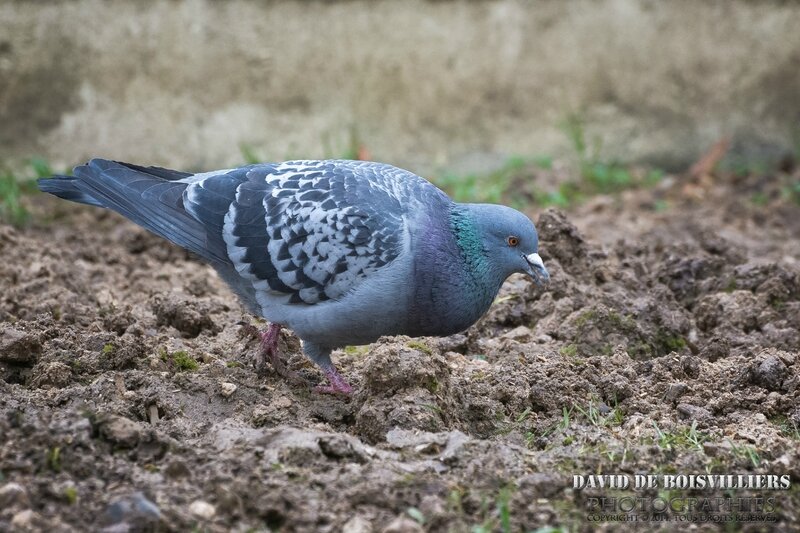 Pigeon Biset (Colomba Livia)