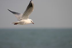 Mouette