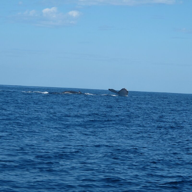 Ambolimailaka juillet 2014 - les baleines 059