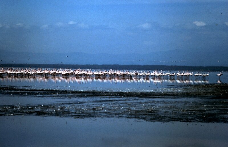 nakuru flamand h