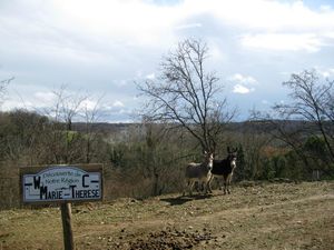 IMG_3222