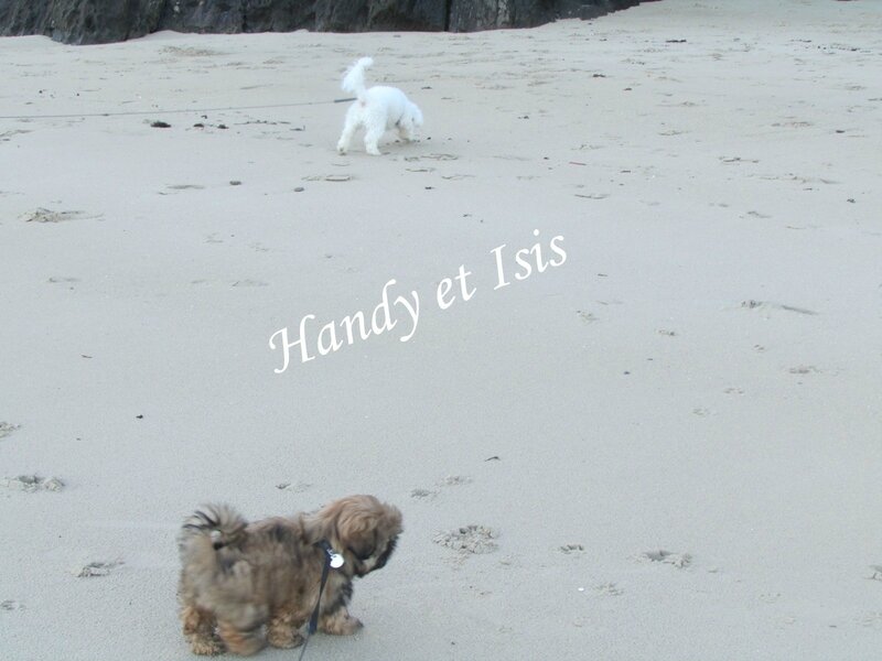 Saint Malo Handy et Isis janvier 2014-11 020