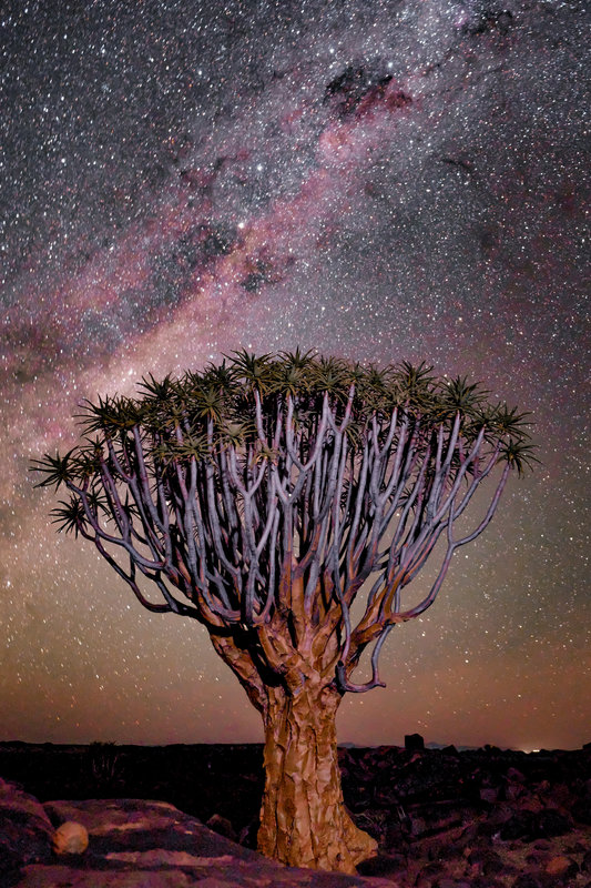 Un arbre sous le ciel étoilé
