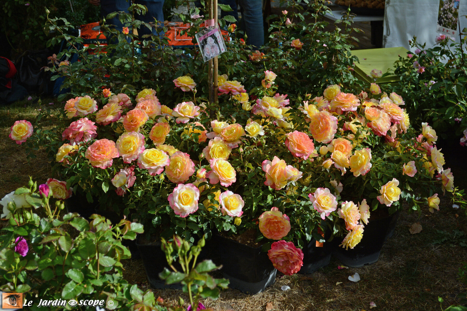 Rosier Concours Lépine (Obt : Jérôme Rateau - 2011)