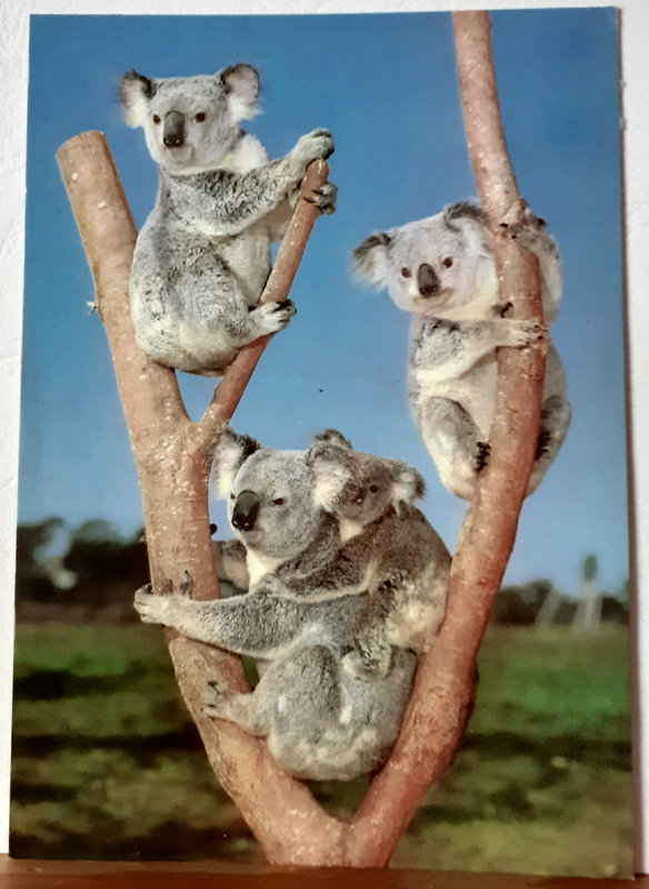 Koalas en australie 242 écrite et timbrée