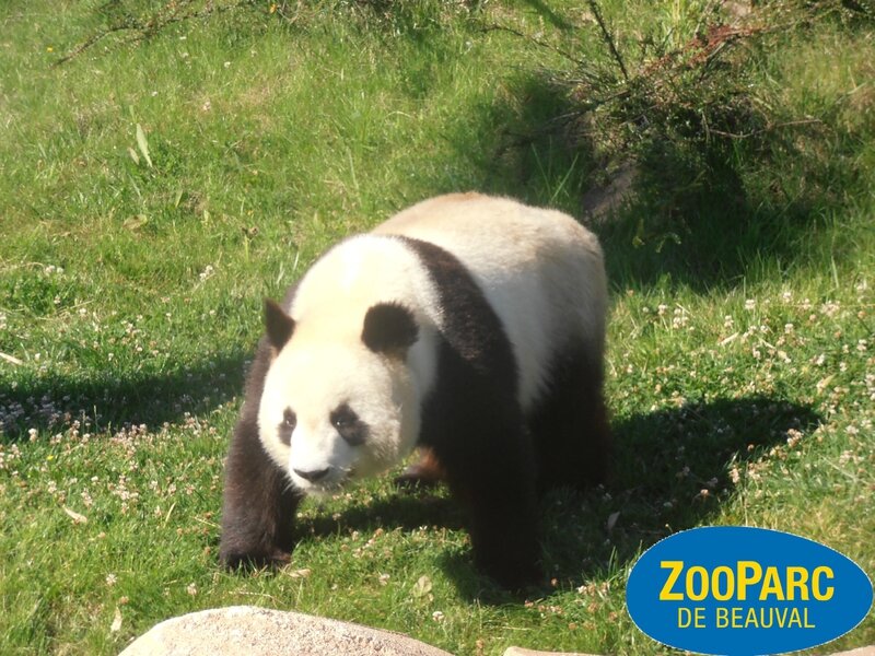 Zoo 048 panda paint