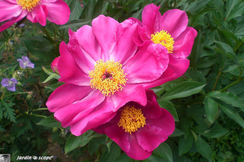 jardins_de_Roquelin_42