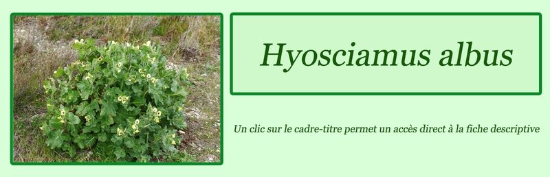 Hyosciamus albus