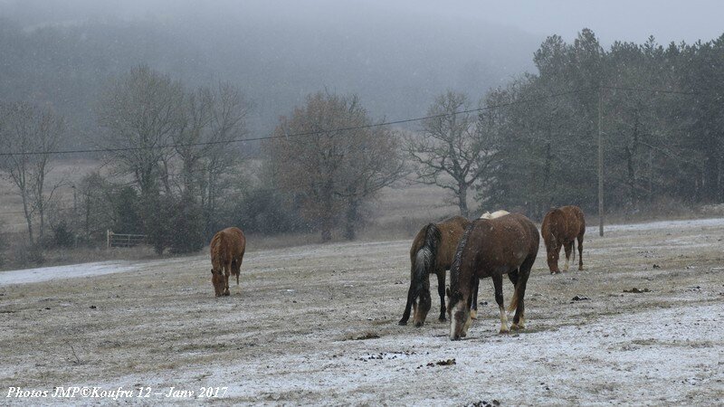 b Photos JMP©Koufra 12 - Chevaux - 26 janv 2017 - 0020