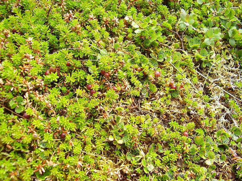 10-08-08 Grotfjord (42)