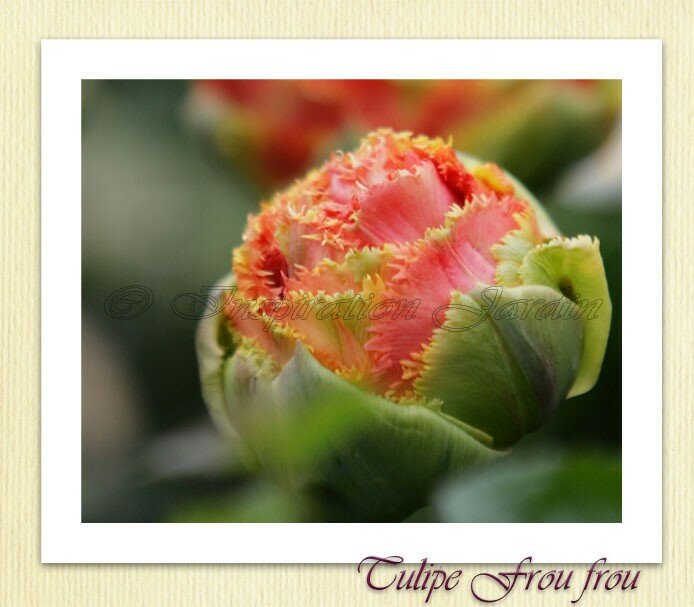 IMG_2108copie5