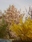 Magnolia_et_forsythia