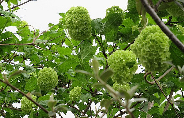 201904 viorne boule de neige