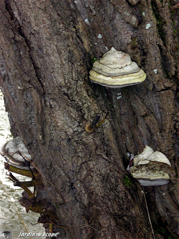 Polypore amadouvier • Formes fomentarius • Famille Hymenochaetac