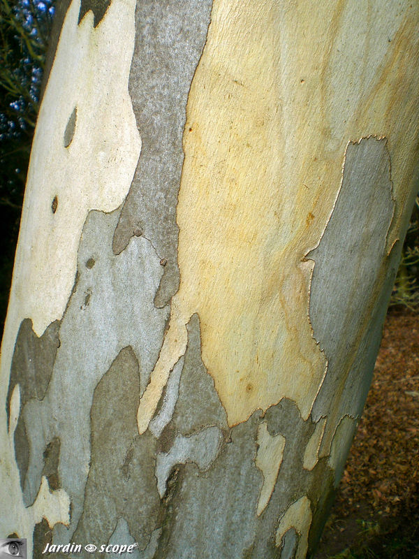 Eucalyptus blanc • Eucalyptus niphophila • Famille des Myrtaceae