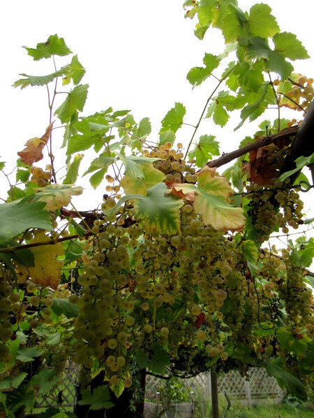 201910 jardin début octobre vigne