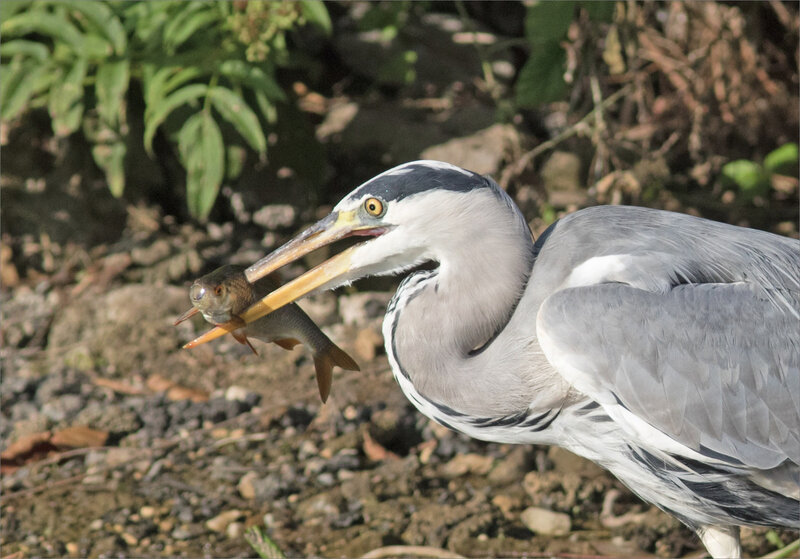 Oiseau héron gros poisson 13 110920 ym