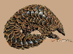 Pangolin