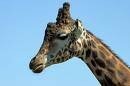 girafe