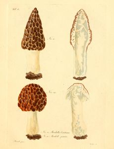 Trattinnick5