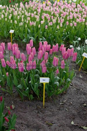 IMG_2813_DxO