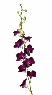 fleur_exotique_fleur_orchidee_dendrobium_violet_noir