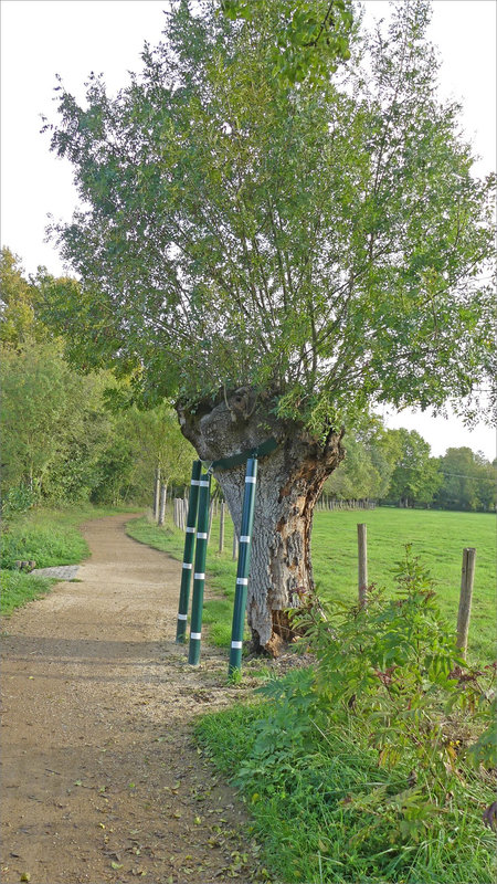 La Roussille191022 ym 11 soutien arbre