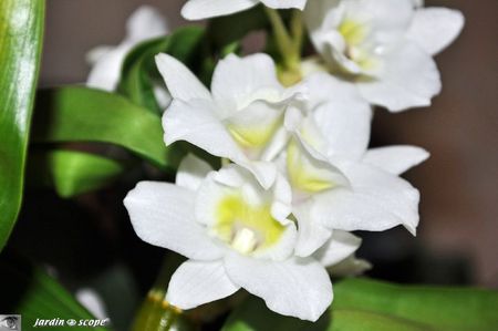 Cattleya-3