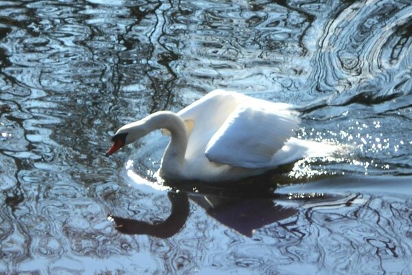 cygne-d