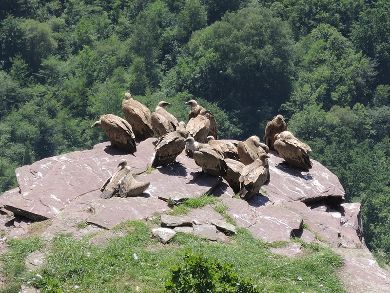 G) Penas d'Itxusi, falaise des vautours, vautours