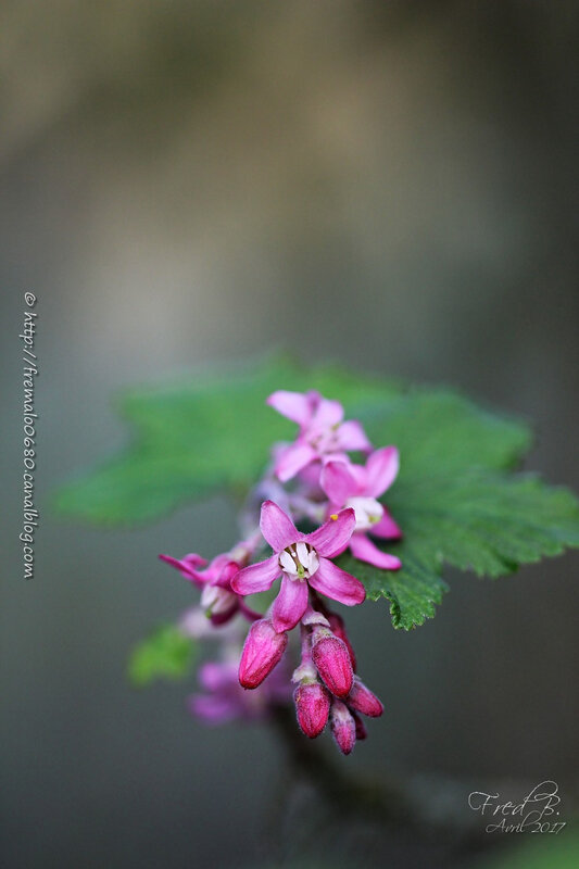 Ribes sanguineum