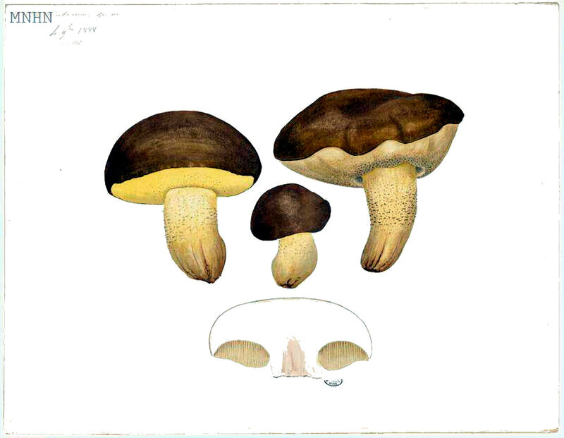 35 Boletus ericetorum sp nov 4 9bre 1888, p