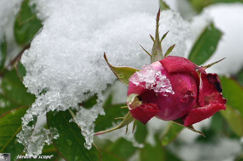 Bouton de  la Rose 'Reine des Violette' sous la glace
