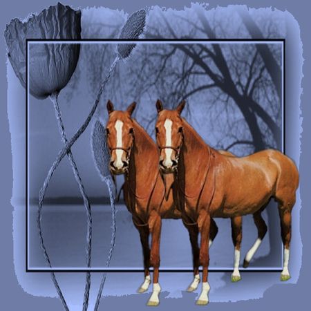 cheval_3