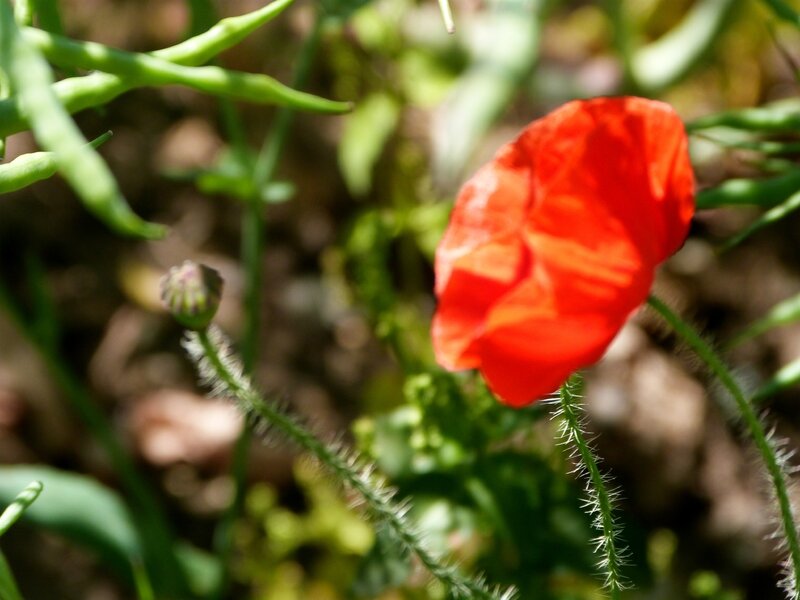 Coquelicots 2