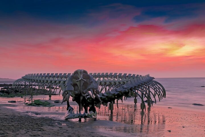 un-terrifiant-squelette-de-serpent-en-aluminium-git-sur-les-plages-de-la-loire152
