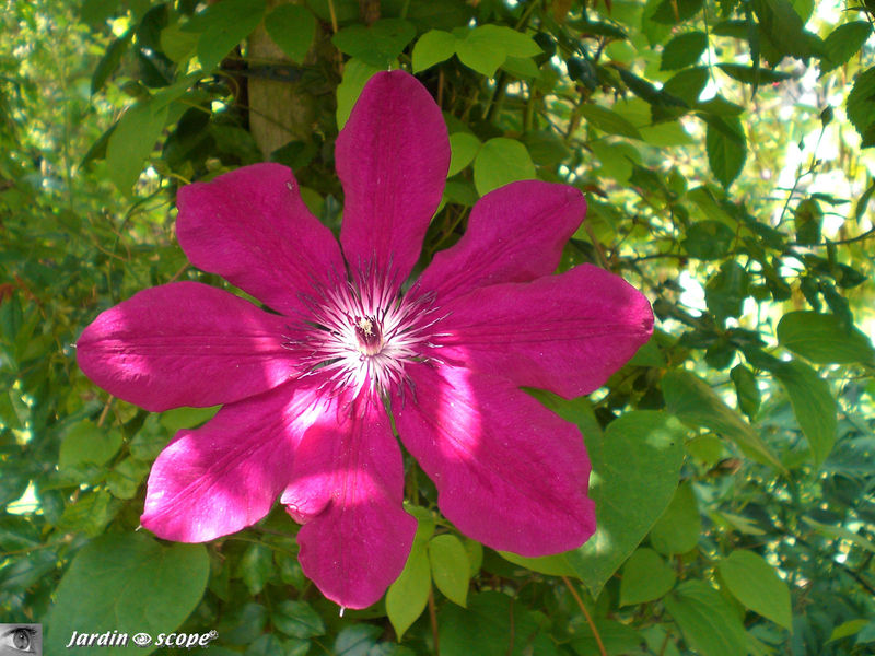 Une Clematites bien rouge