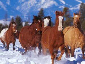 Chevaux_64033_521591