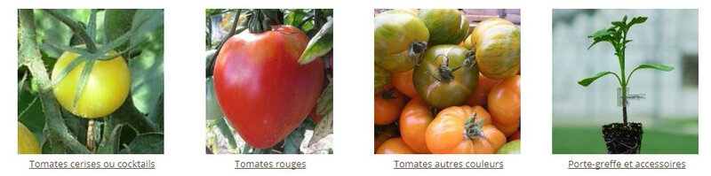 tomates