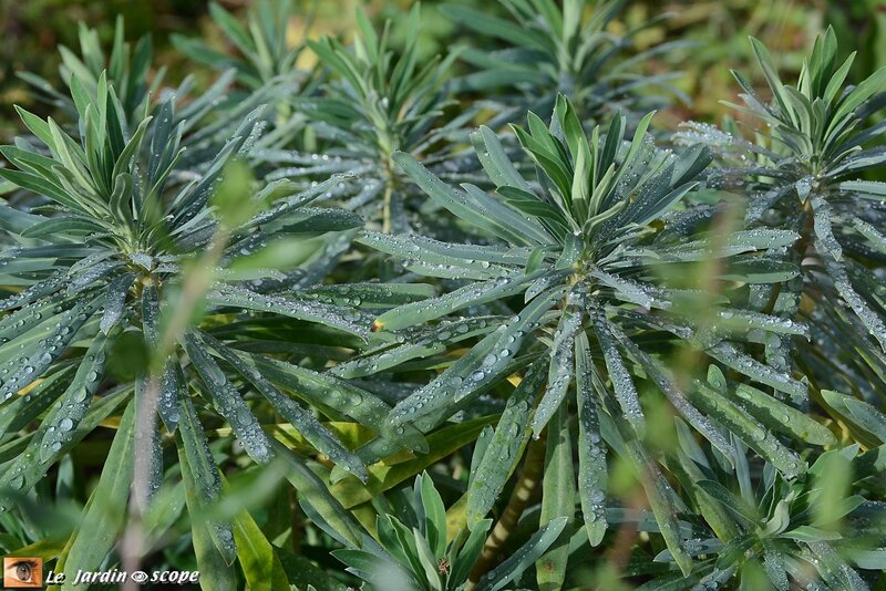 Euphorbia characias 