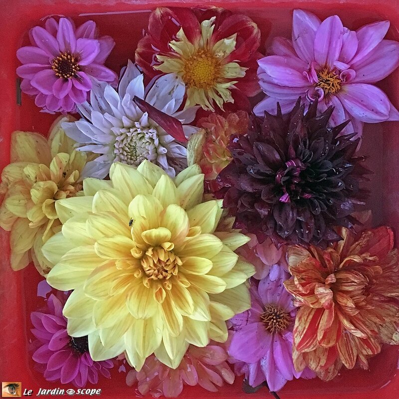 Derniers-dahlias