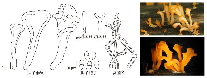 Dacryopinax_spathularia