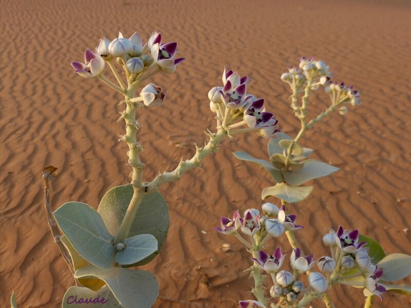 Flore désert