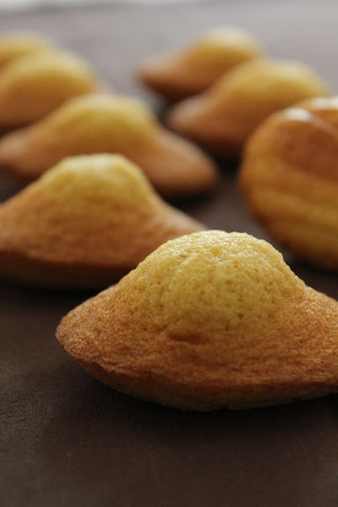 madeleines___bosse_1