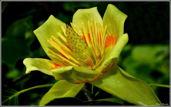 tulipier-de-virginie fleur-1