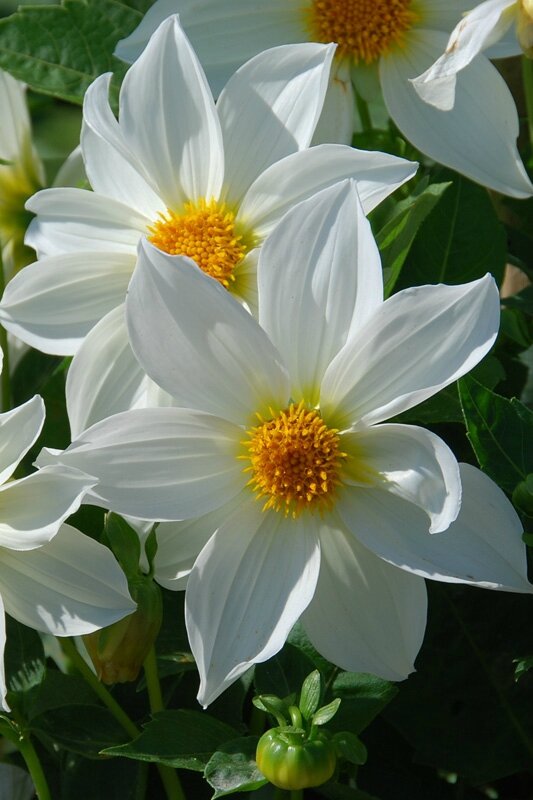 DAHLIA INNOCENCE