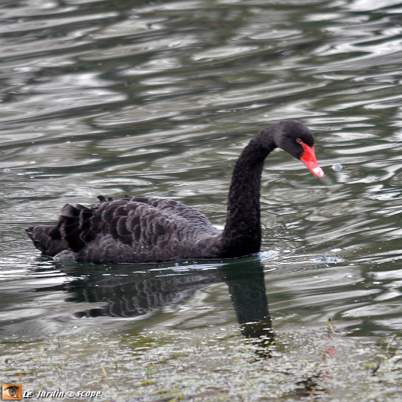 Cygne noir - Cygnus atratus