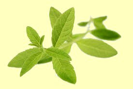 Verveine 2