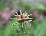 Abies_balsamea_buds